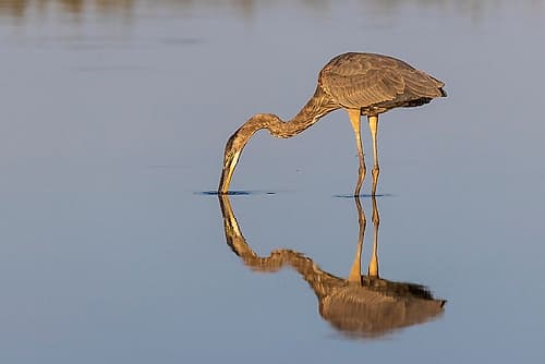 Great blue heron hunting crayfish in wetland, Marion County, Illinois. Art Print